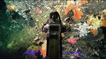 Deep Sea Details | Vertical Reefs of the Galápagos - Week 2