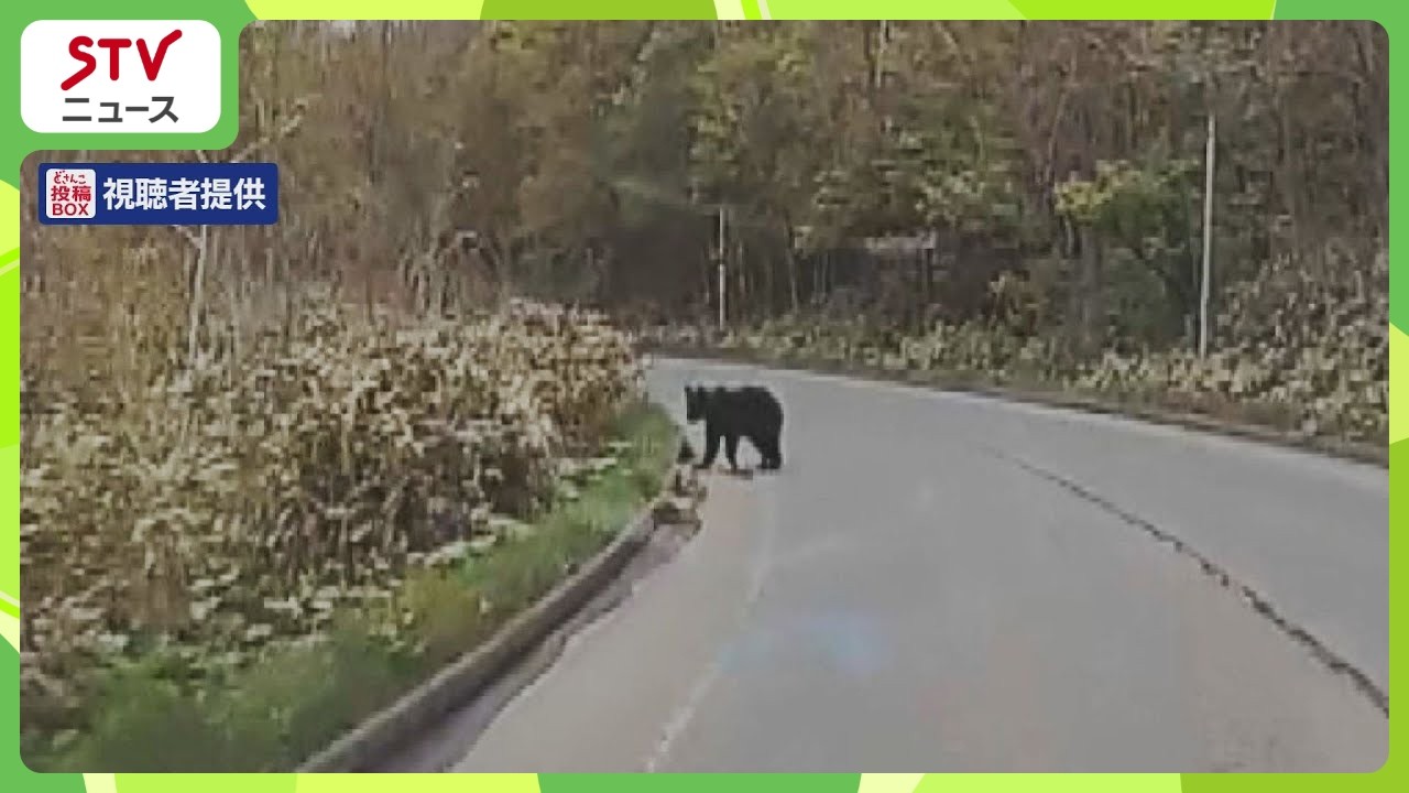 マッスルクマ※交渉前にプロフ一読 国道を走行中にクマが出没 体長1.5メートル 北海道 - YouTube