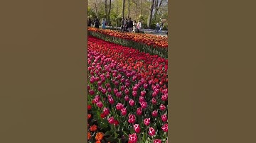 Tulip fields 🌷 #shorts #shortsfeed #short #travelshorts #tulips #netherlands #tulipfields #tulip
