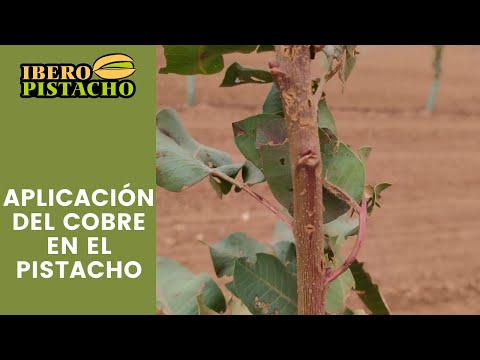 Vídeo: Tractament de la marchitació de Verticillium als tomàquets: obteniu informació sobre la marchitació de Verticillium de les plantes de tomàquet