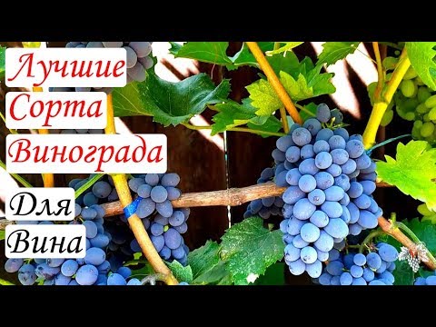 Video: Vino I Kulturni Centar