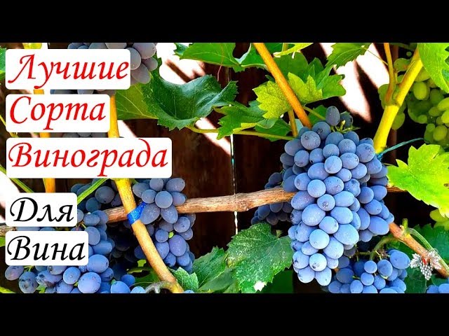 Самые лучшие сорта винограда для изготовления вина