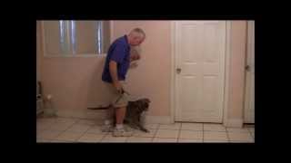 How to train a dog to Heel backwards
