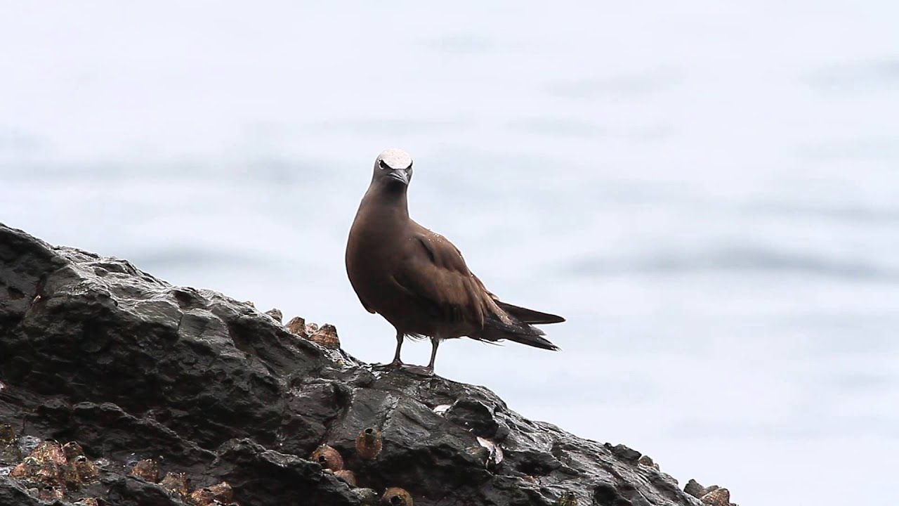 Brown noddy 玄燕鷗 
