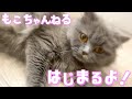 【初投稿】あみかの愛猫もこちゃんねる始動 ！