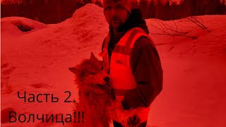 Охота На Волка 2023!!! Часть 2. С Высоты Птичьего полета!!! Смелый Матёрый вышел из оклада!!!