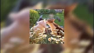 Akad [ sped up   reverb ]