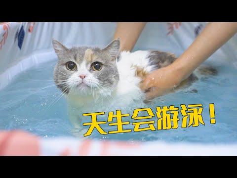 萌猫宝哥哥- YouTube