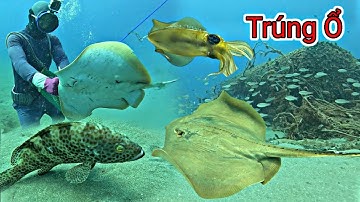 Quá Bất Ngờ Gặp Ổ Cá Đuối Nghệ Nằm Rất Nhiều Ở Điểm Chà Bắt Hơn 20kg | P 684