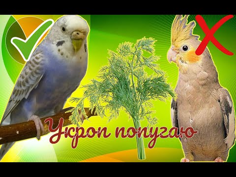 МОЖНО ЛИ ВОЛНИСТОМУ ПОПУГАЮ УКРОП?Можно ли давать попугаю укроп? Укроп волнистому попугаю