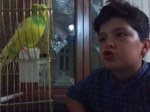 Download Çapkın a çuku çuku demeyi Örendi Mp3 and Video Çapkın a çuku çuku demeyi Örendi