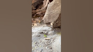 Macro Lens Zoom‑Out Transition | Nature Vibes