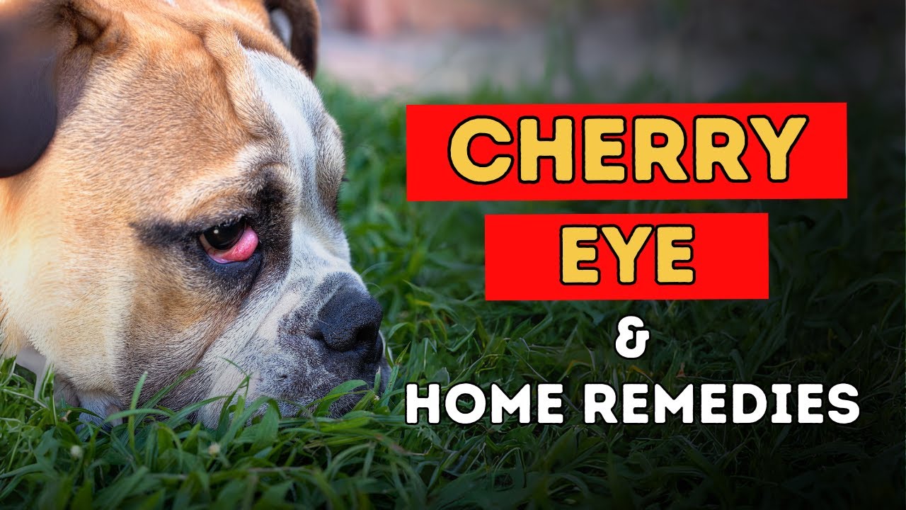 pink eye dogs home treatment