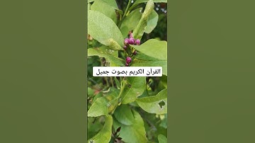 القرآن الكريم بصوت جميل #القران_الكريم #اكسبلور #اكسبلورهاشتاقات #yasseraldossary #تيك_توك