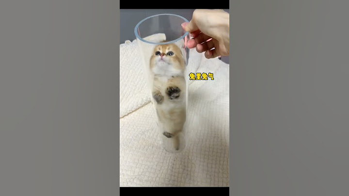 Gatinhos fofos #fofos #gatinhos #gatos