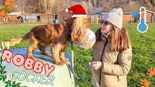🐶Routine with a dog in cold weather🐾Winter in Luxembourg🧡 Happy moments🐕English Cocker Spaniel-Robby by Robby Cocker 939 views 1 year ago 2 minutes, 17 seconds
