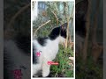 Cats with the Polite Kittens 🐾😸 #straycatlove #cutecat #cute #catlovers #cutecats #adorablecats