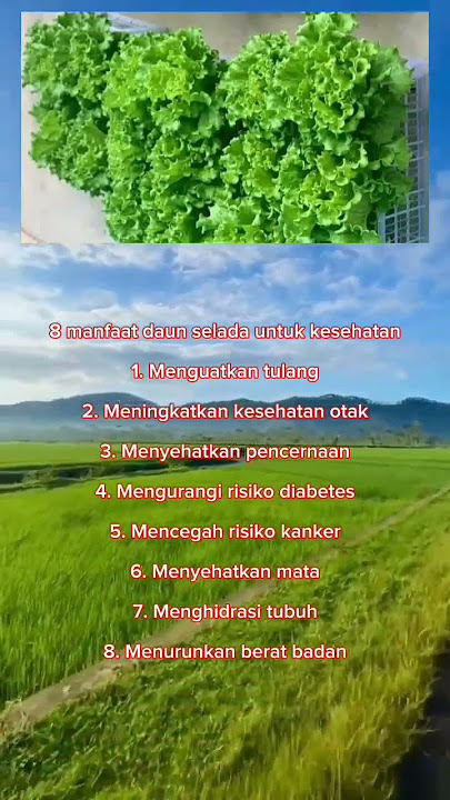 8 manfaat daun selada #manfaat #selada