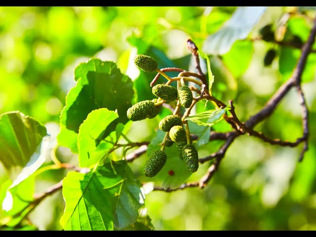 Growing Alder From Seed (Alnus) - Youtube