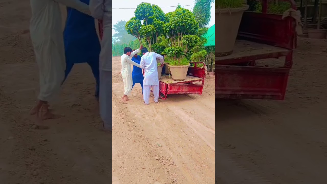 thi Ficus multi head plants in Pakistan at pattomi nursery 