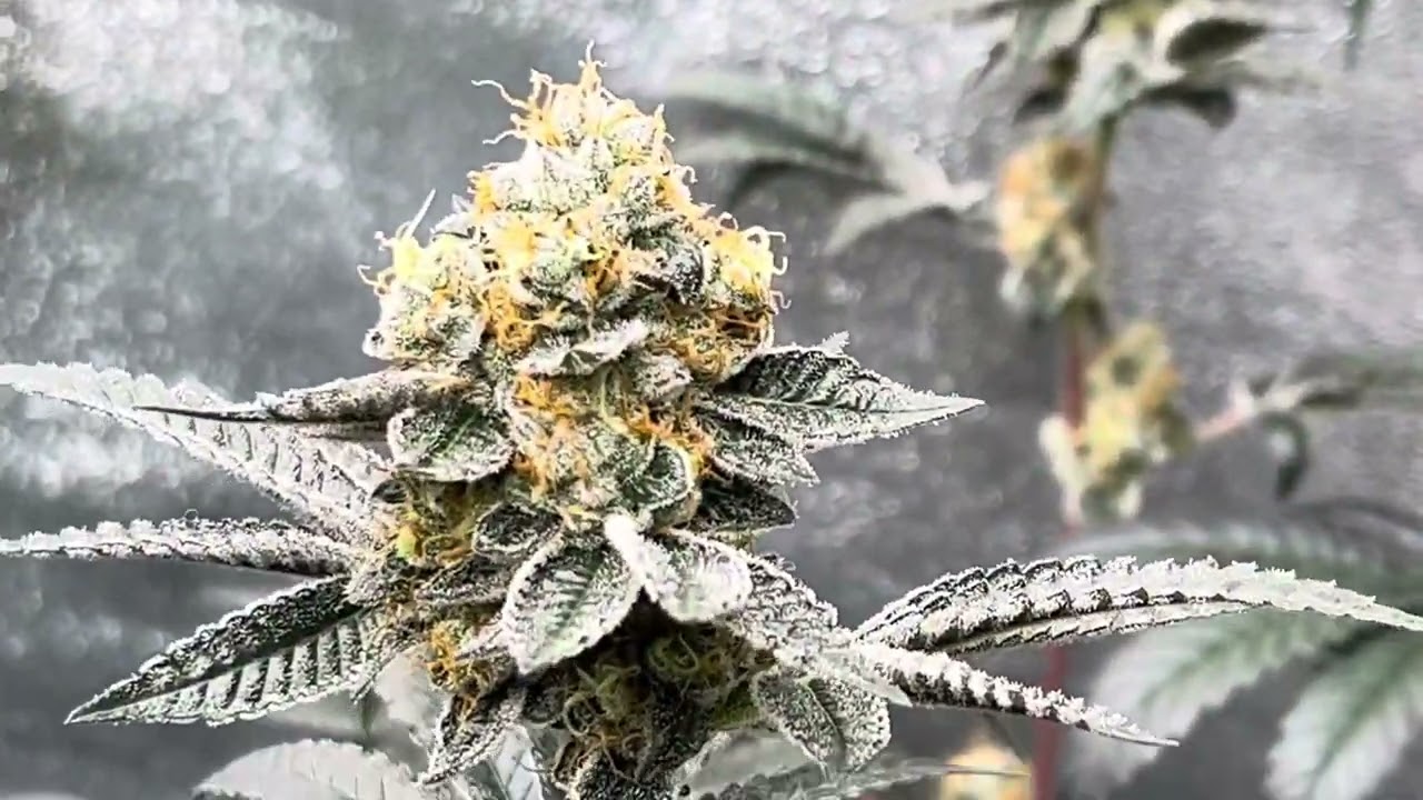 Humboldt seed company and Humboldt csi flowering day 60