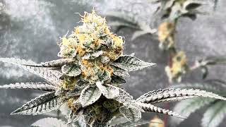 Humboldt seed company and Humboldt csi flowering day 60