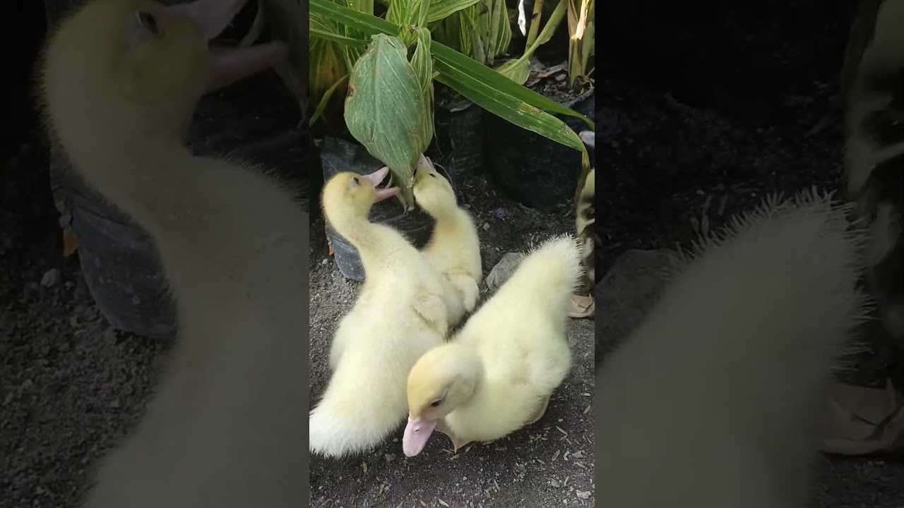 bebek lucu cute duckling #ducklingspro #anomaliviral #funny #anomali #bebek #shortviral #duck #fypシ
