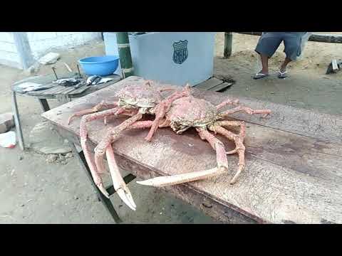 Visita Ecuador Ruta del Sol, Centollas, 3 de 5