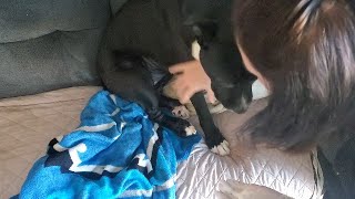 DouxoS3 Mouse Calm & SEB rotated every other day w PYO sham | Douxo