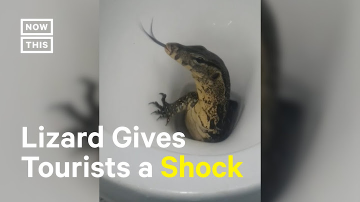 Monitor Lizard Crawls Out of Toilet in Thailand