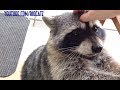 Fred the Friendly Raccoon - Part 1