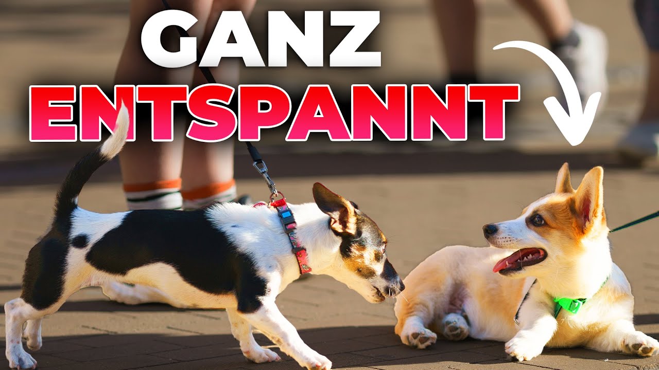 Wie Bringe Ich Meinem Hund Rückwärts Gehen Bei Wie bringe ich meinem Hund bei, andere Hunde zu ignorieren? - YouTube