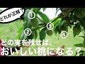 【必ずこの実を残す】桃の仕上げ（最終）摘果の仕方 -初心者向け-