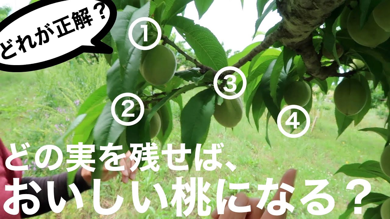 【必ずこの実を残す】桃の仕上げ（最終）摘果の仕方 -初心者向け-