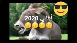 أغني الراي مع شاب حمار