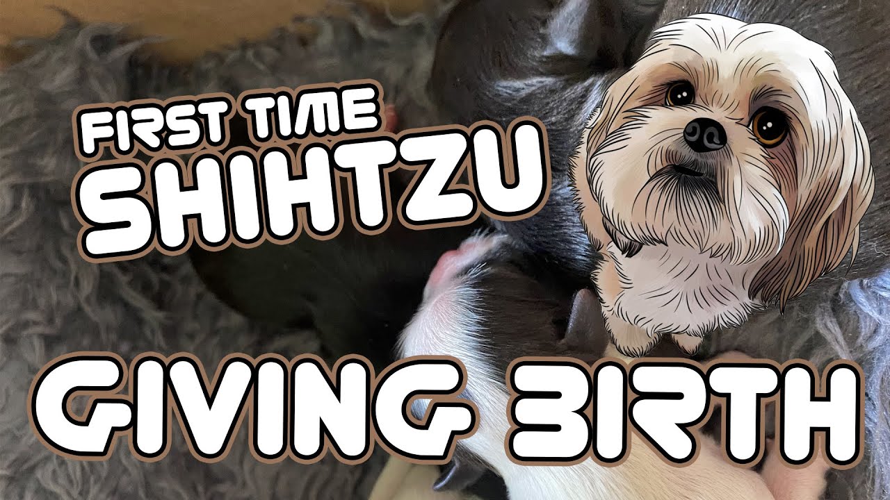 SHIH TZU First Time Giving Birth YouTube shih-tzu-first-time-giving-birth-youtube