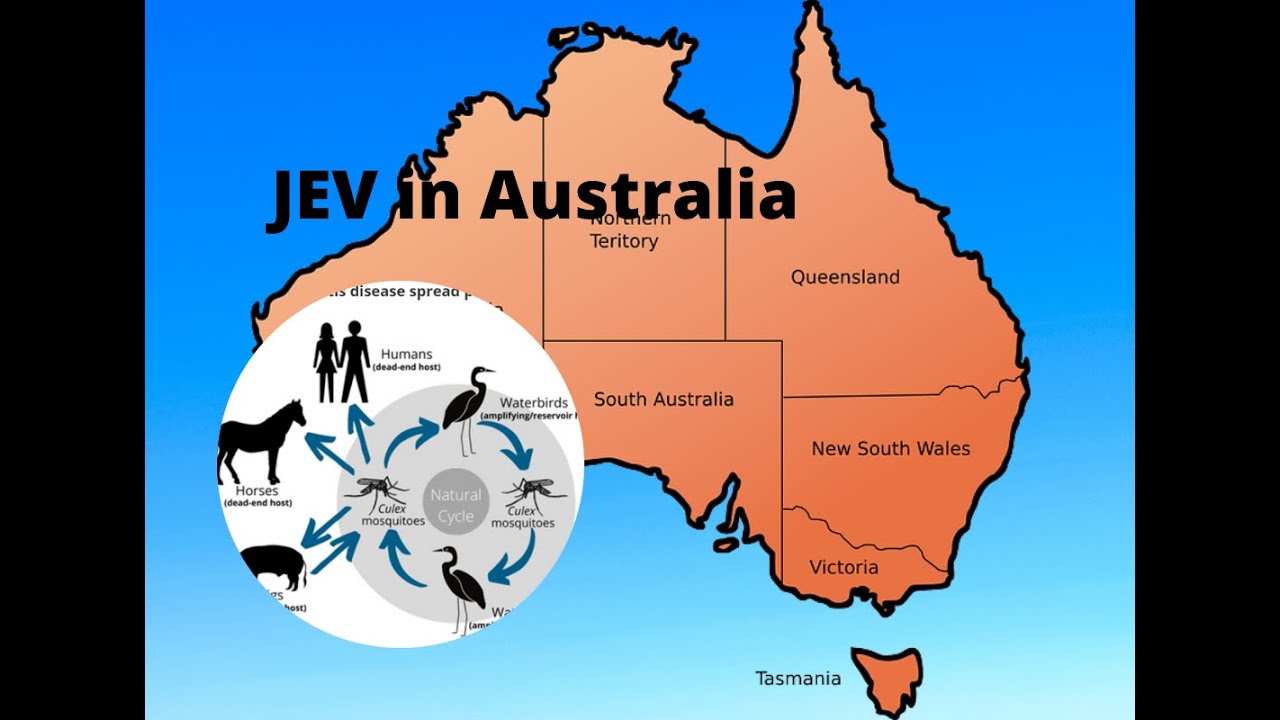 Japanese encephalitis in Australia photo