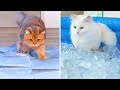 Can Cats Walk On Ice? #2