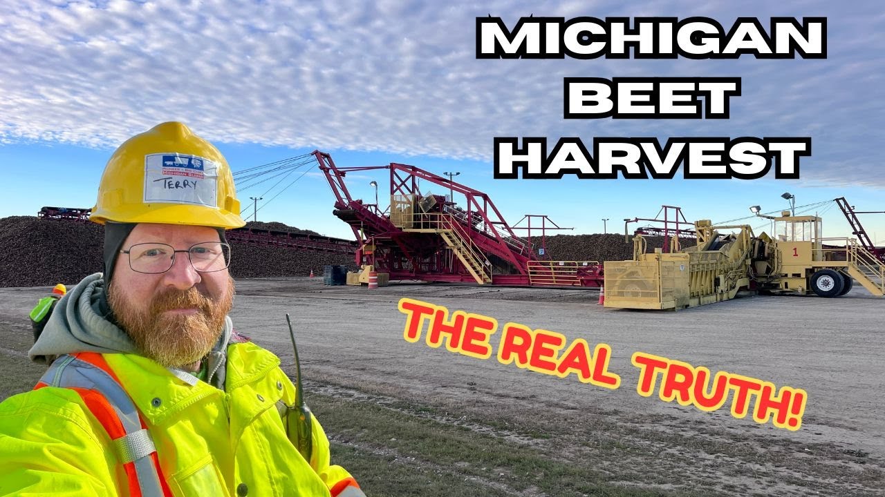 4000 долларов за 3 недели? Вся правда о сборе сахарной свеклы в Мичигане в 2025 году (полный обзо...