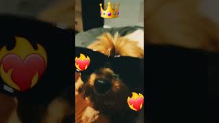 Funny Dogs #latino  #trendingshorts #funny #dogs