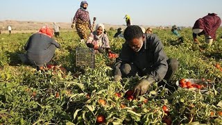 "Village Women's Narrative: Harvesting Tomatoes and Local Products in Rural Life"