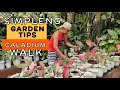 Simple garden tips  caladium plant care  hermie sonajo