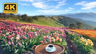 Relaxing Tulip Landscape with Nature Sounds for Stress Relief