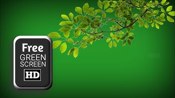 green screen tree branches video effects | green screen tree | tree branches green screen