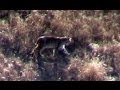 Bobcat in Toro Park