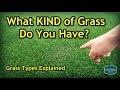 How To Figure Out Your Grass Type | Lawn Care Basics Series