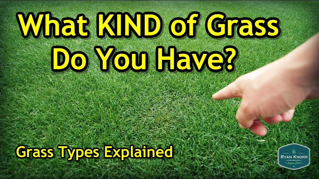 How To Figure Out Your Grass Type | Lawn Care Basics ...