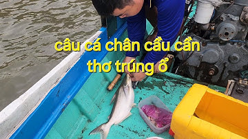 câu cá tại chân cầu cần thơ liệu có cá gì ăn không?