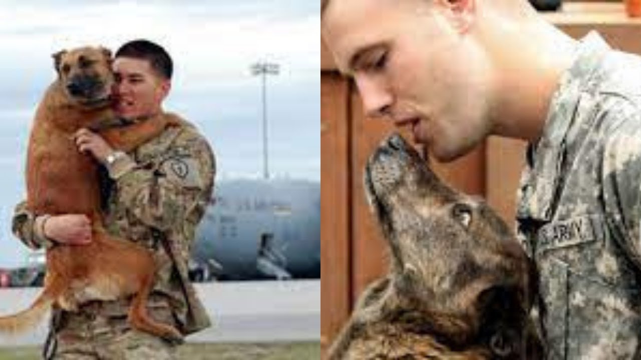 🐶 Dogs Soldiers Home Compilation 25 Dogs home owners