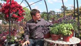 Zulauf Tv 022012 Kräuter